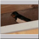Hirundo rustica - Rauchschwalbe 02 hsk.jpg